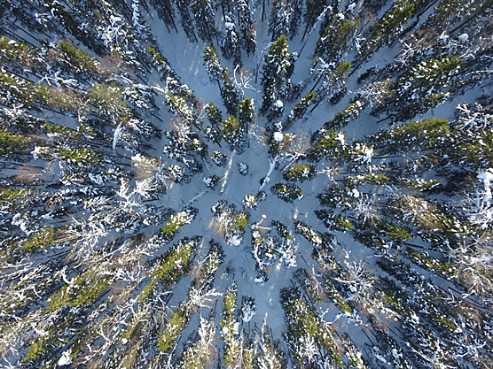 Wintery forest